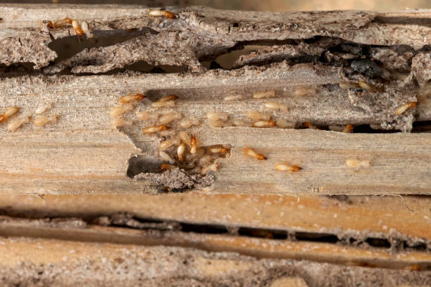 Best Pest Removal Services  in Aledo, IL